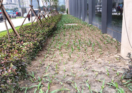 廣發(fā)金融中心綠化種植效果